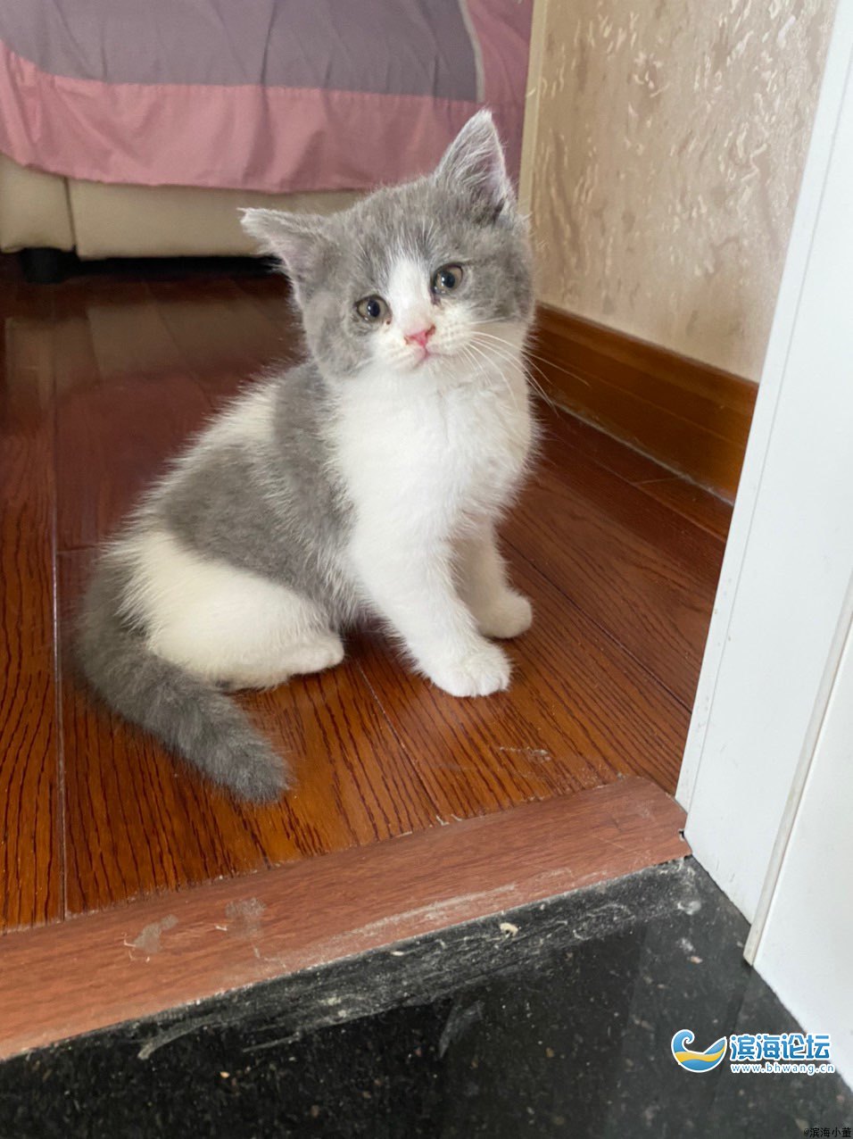 家养精品甜美系英短蓝白猫出售_亲亲宠物_滨海论坛_滨海网_bhwang.cn
