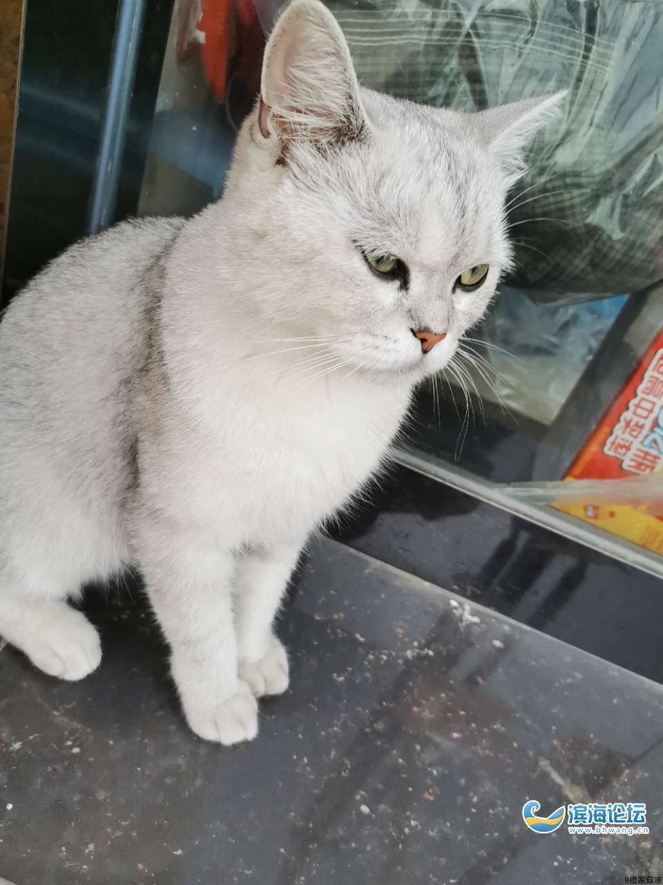 寻猫重金酬谢_亲亲宠物_滨海论坛_滨海网_bhwang.cn